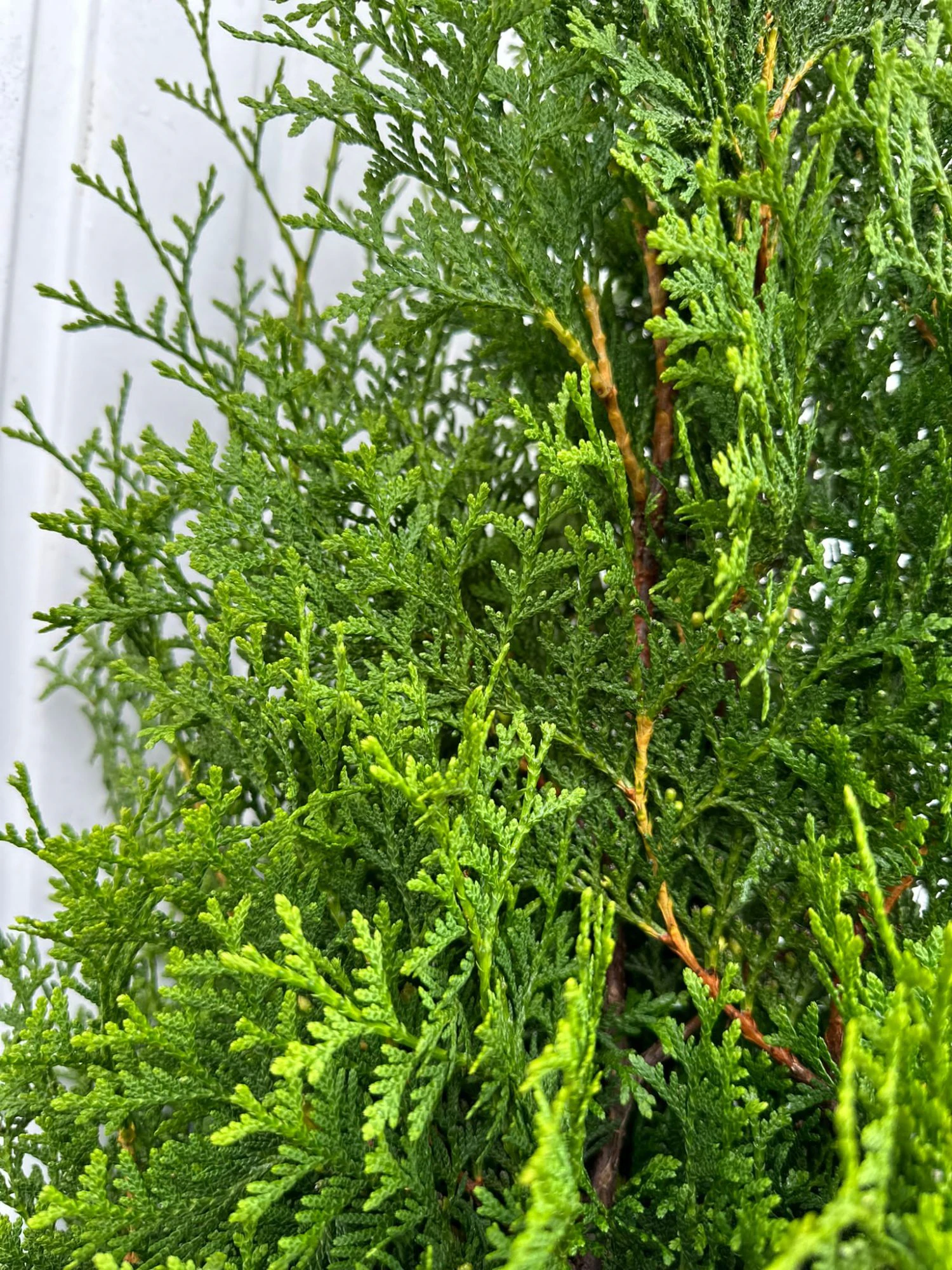 Thuja King of Brabant Potte Genius Pakke 100-140cm - Billede 3