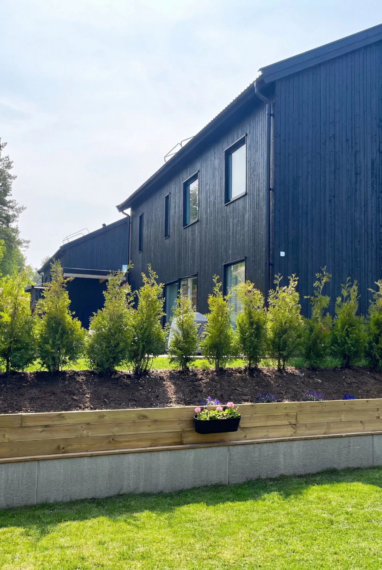 Thuja King of Brabant Potte Budget Pakke 60-100cm - Billede 2