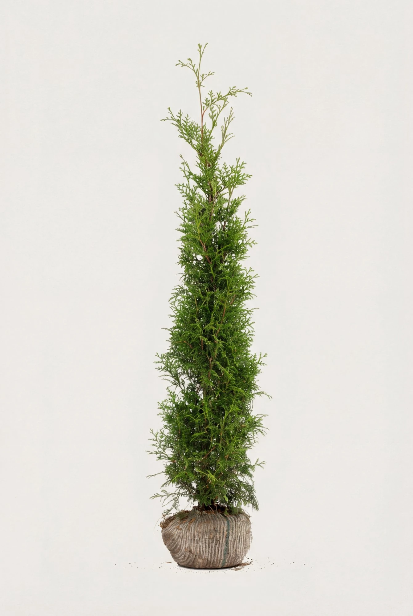 Thuja Brabant hæk Budget Pakke med rodklump 120-160cm - Giver øjeblikkelig afskærmning
