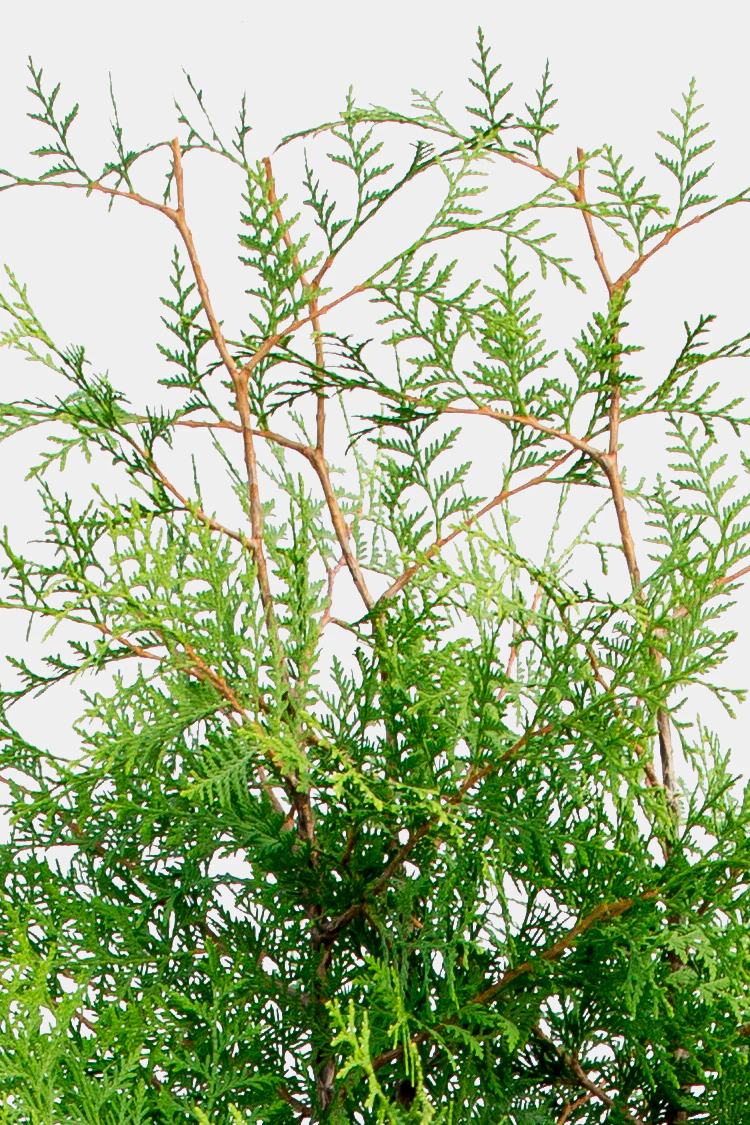 Thuja Brabant Rodklump Genius Pakke 100-140cm - Billede 3
