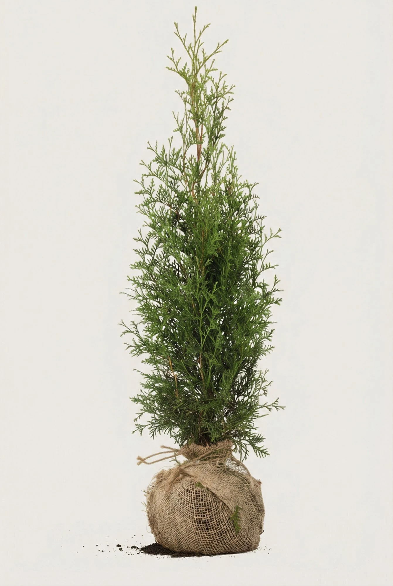 Thuja King of Brabant hæk Budget Pakke med rodklump 100-140cm - Giver øjeblikkelig afskærmning