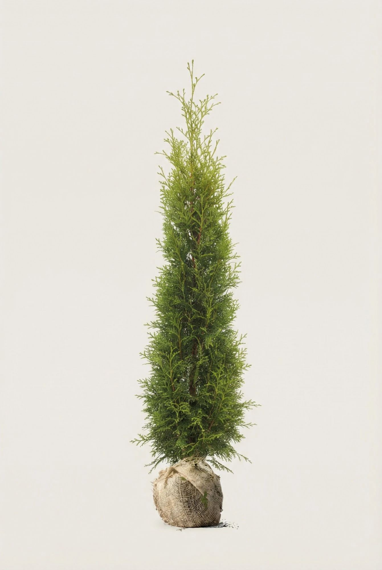 Thuja King of Brabant hæk Budget Pakke med rodklump 140-180cm - Giver øjeblikkelig afskærmning