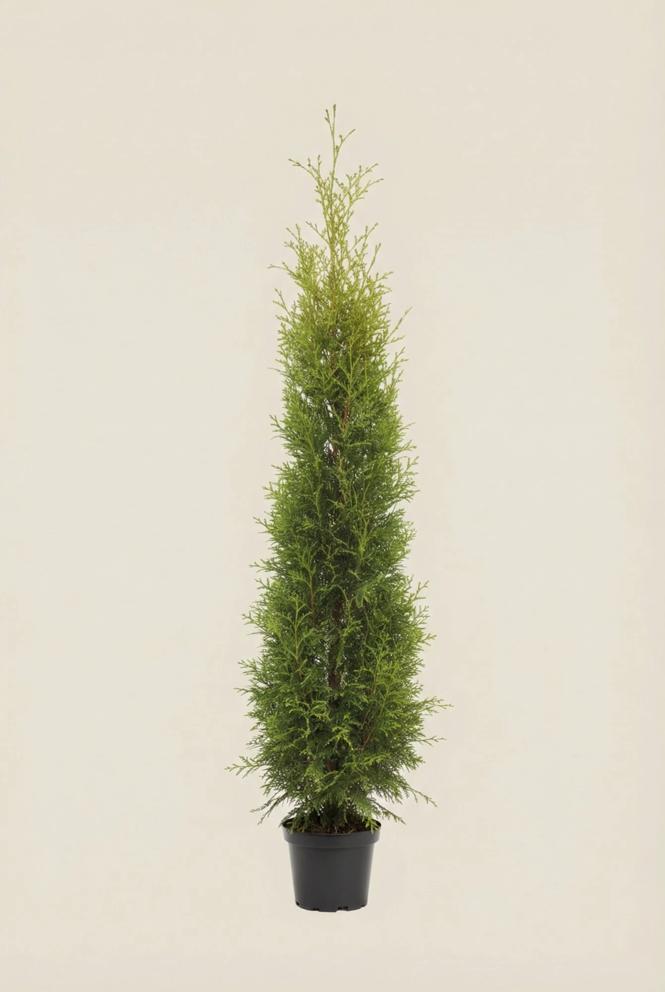 Thuja King of Brabant hæk Budget Pakke i potte 140-180cm - Giver øjeblikkelig afskærmning
