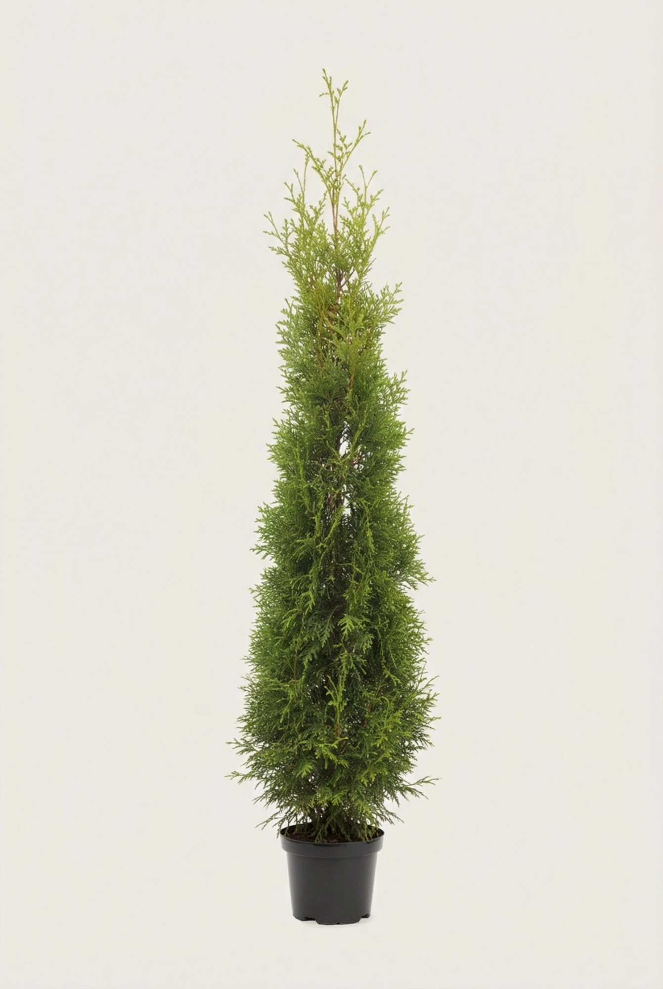 Thuja King of Brabant hæk Budget Pakke i potte 180-220cm - Giver øjeblikkelig afskærmning