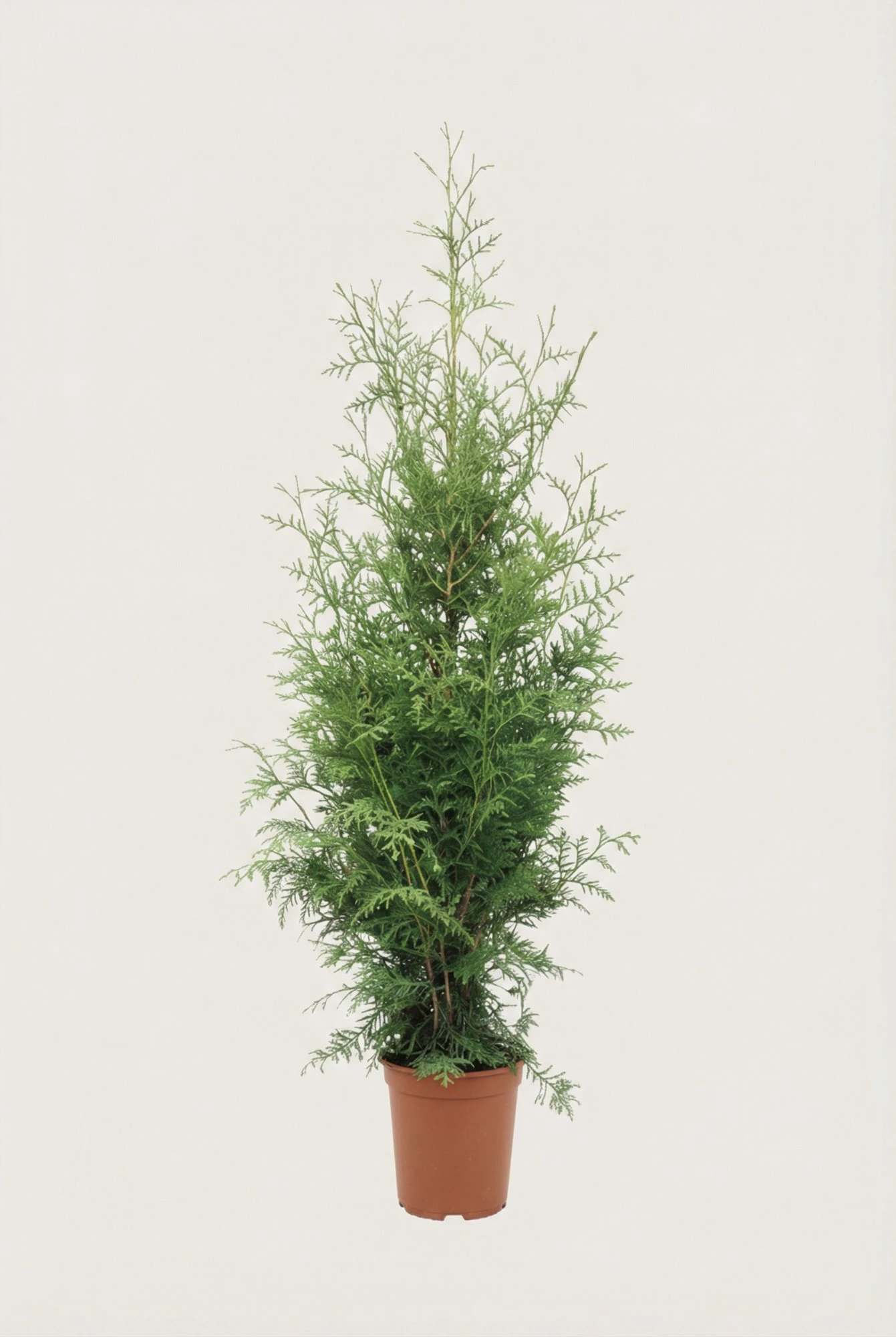 Thuja King of Brabant hæk Budget Pakke i potte 60-100cm - Giver øjeblikkelig afskærmning