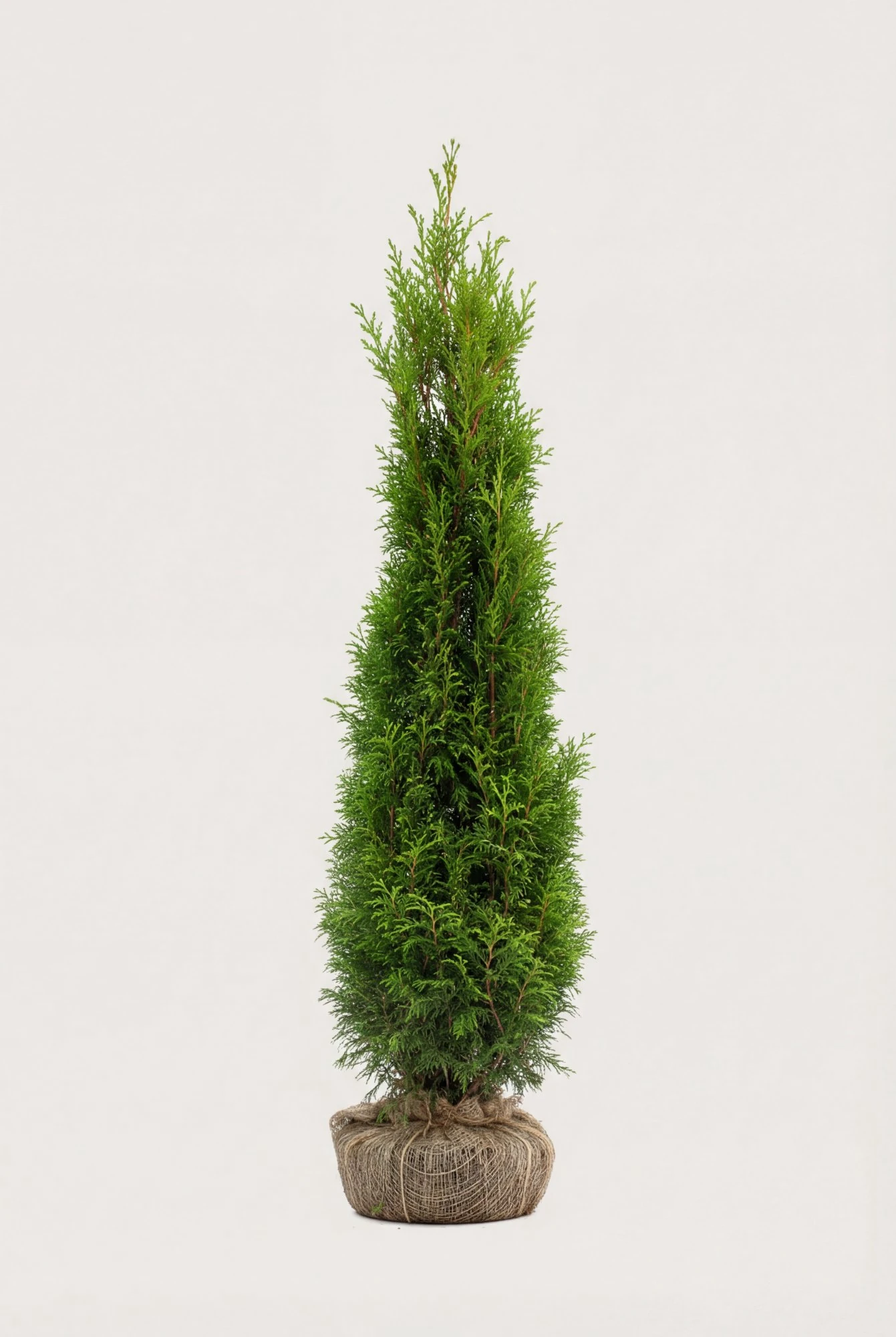 Kæmpethuja hæk Budget Pakke med rodklump 180-220cm - Giver øjeblikkelig afskærmning