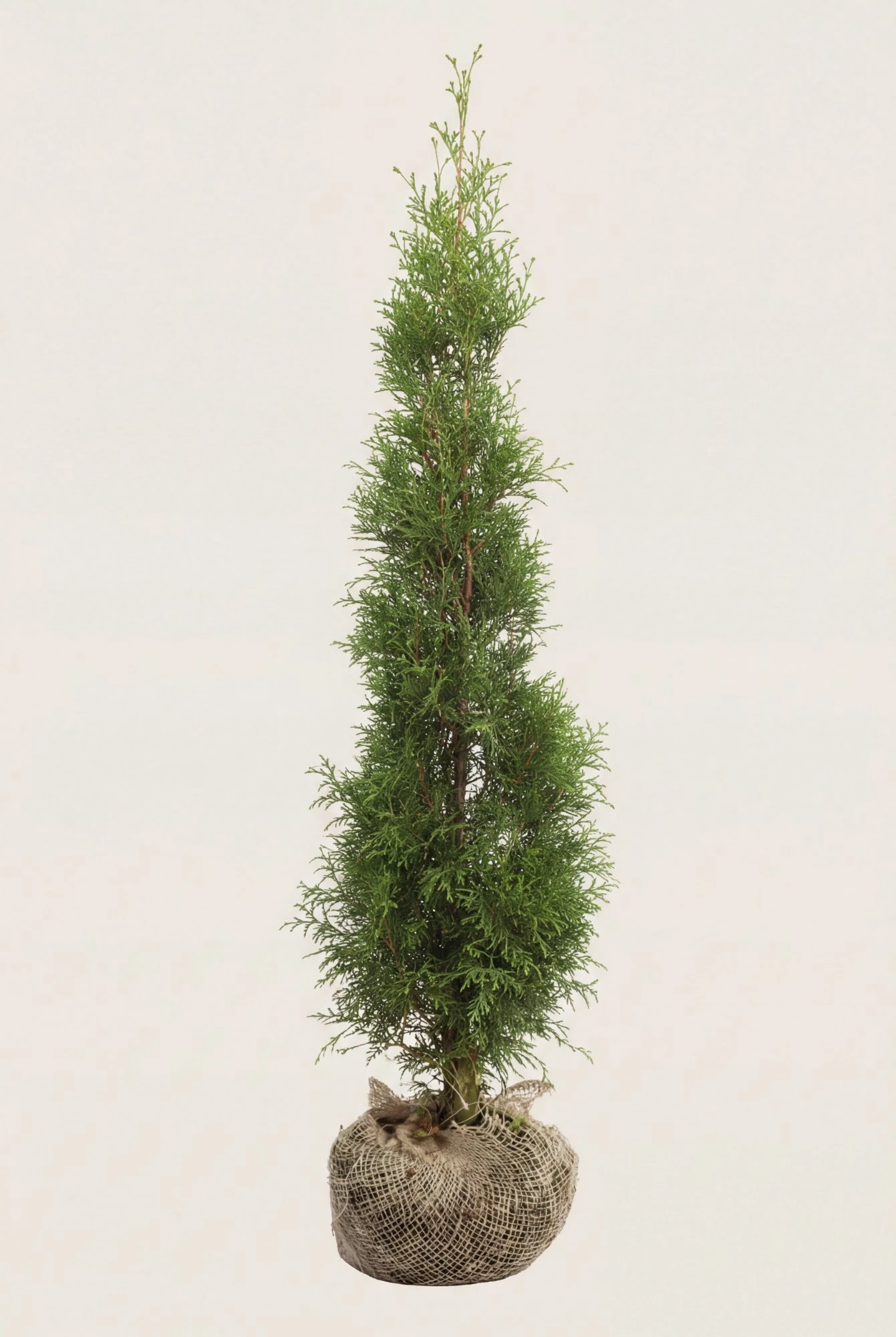 Thuja Smaragd hæk Budget Pakke med rodklump 80-120cm - Giver øjeblikkelig afskærmning