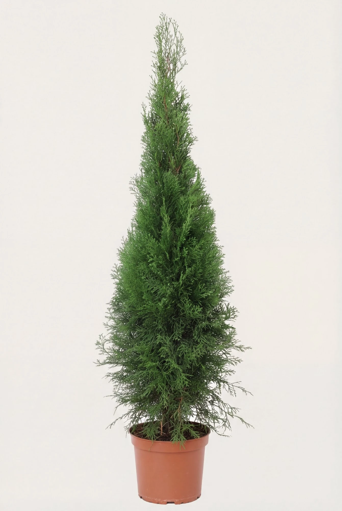 Thuja Smaragd hæk Budget Pakke i potte 80-120cm - Giver øjeblikkelig afskærmning