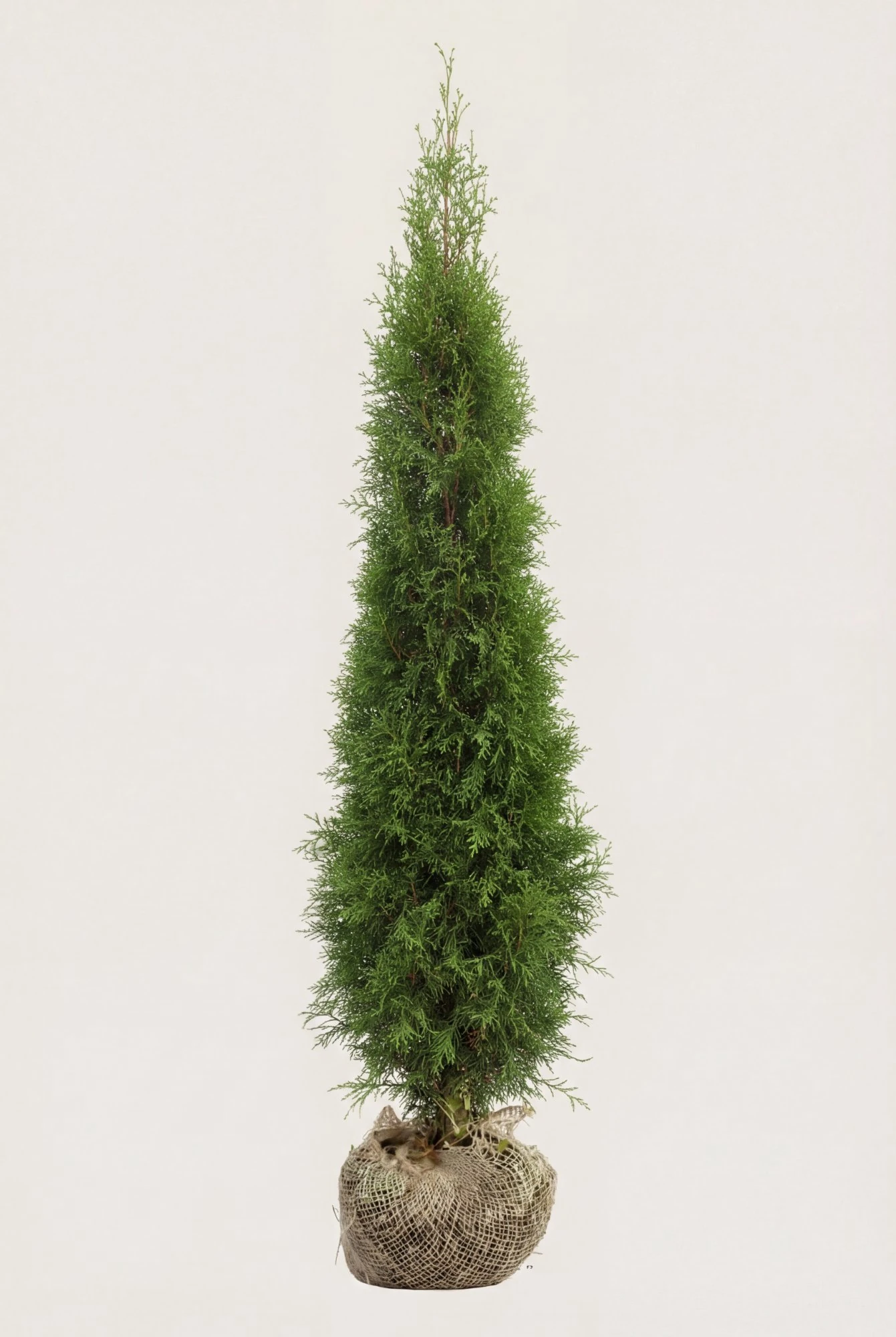 Thuja Smaragd hæk Budget Pakke med rodklump 120-160cm - Giver øjeblikkelig afskærmning
