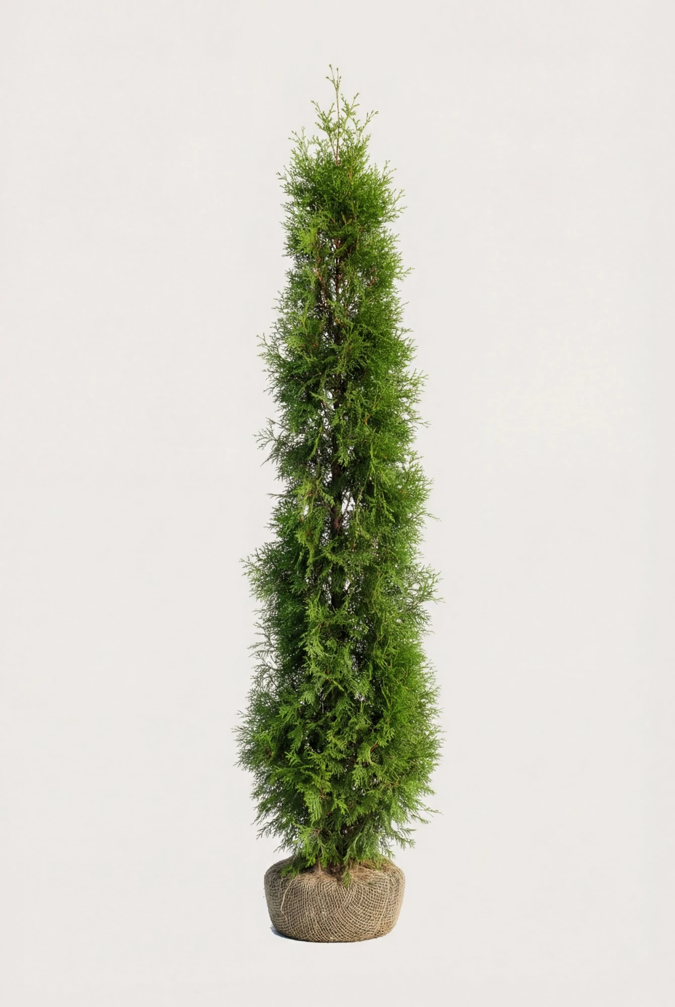 Thuja Smaragd hæk Budget Pakke med rodklump 200-240cm - Giver øjeblikkelig afskærmning