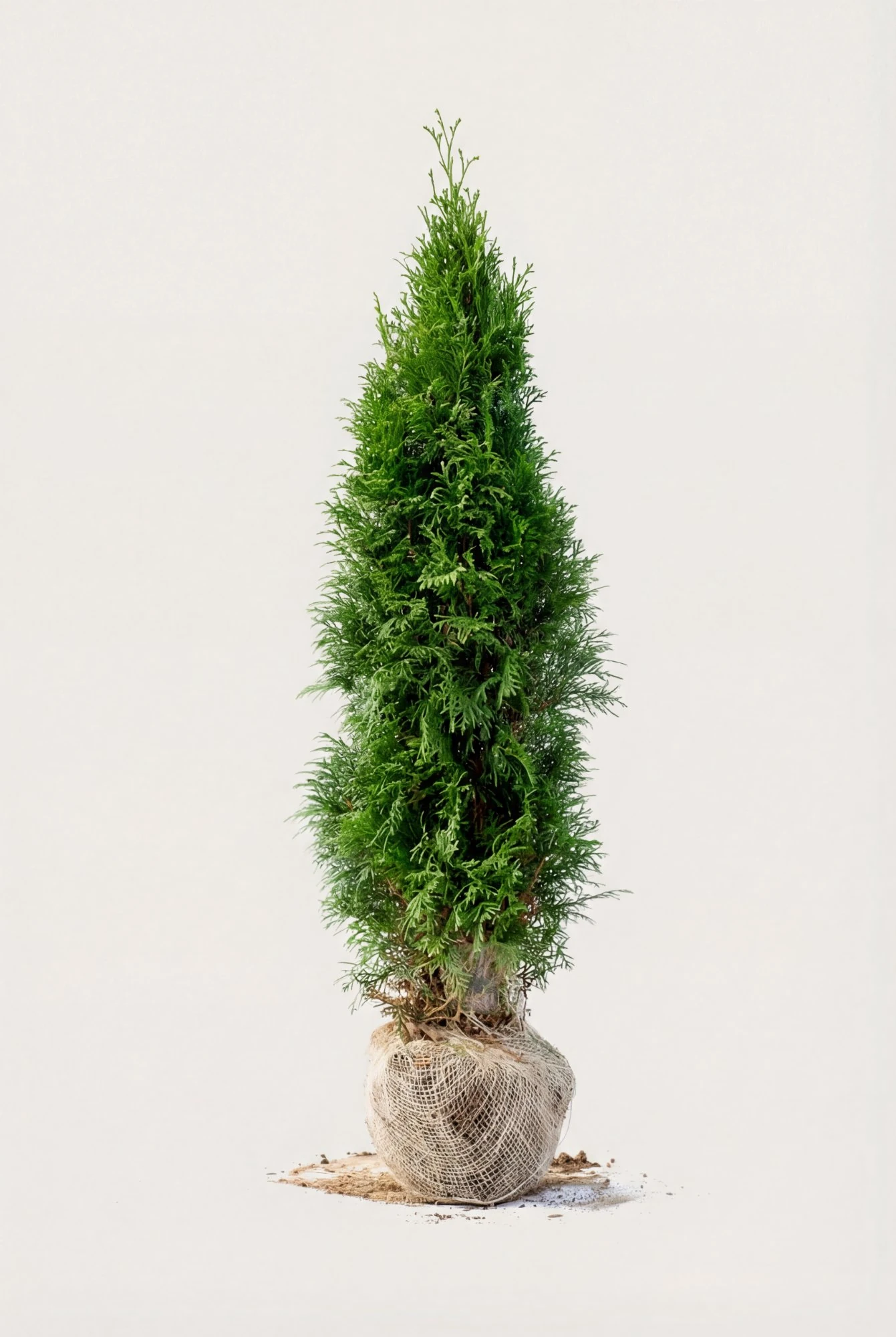 Thuja Smaragd hæk Budget Pakke med rodklump 40-80cm - Giver øjeblikkelig afskærmning