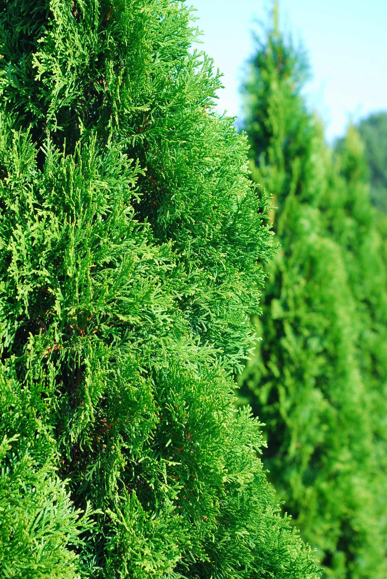 Thuja Smaragd Rodklump Budget Pakke 180-220cm - Billede 3