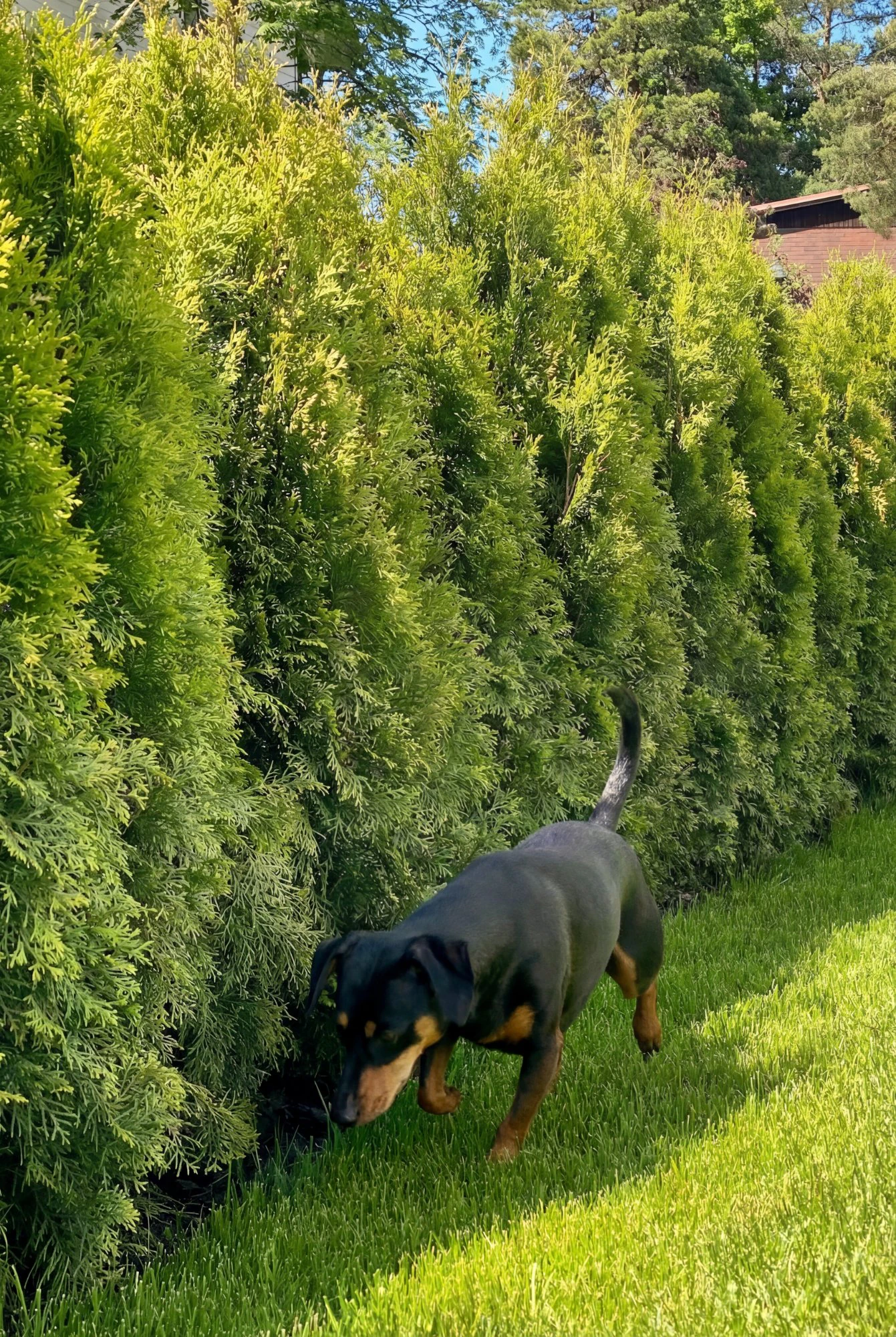 Thuja Smaragd Rodklump Genius Pakke 140-180cm - Billede 2
