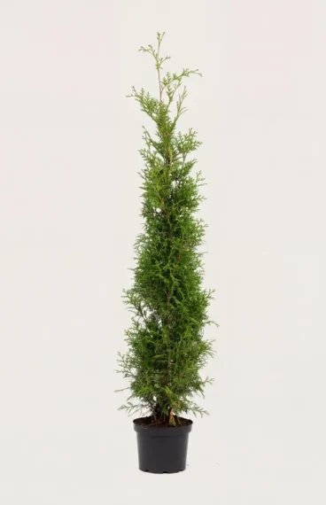Thuja Brabant hæk Budget Pakke i potte 120-160cm - Giver øjeblikkelig afskærmning