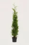 Thuja Brabant hæk Budget Pakke i potte 120-160cm - Giver øjeblikkelig afskærmning