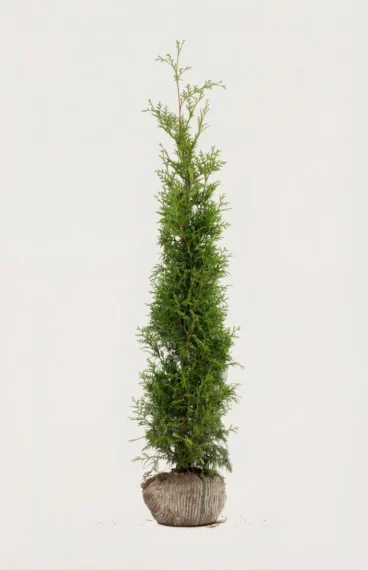 Thuja Brabant hæk Budget Pakke med rodklump 120-160cm - Giver øjeblikkelig afskærmning