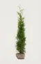 Thuja Brabant hæk Budget Pakke med rodklump 120-160cm - Giver øjeblikkelig afskærmning