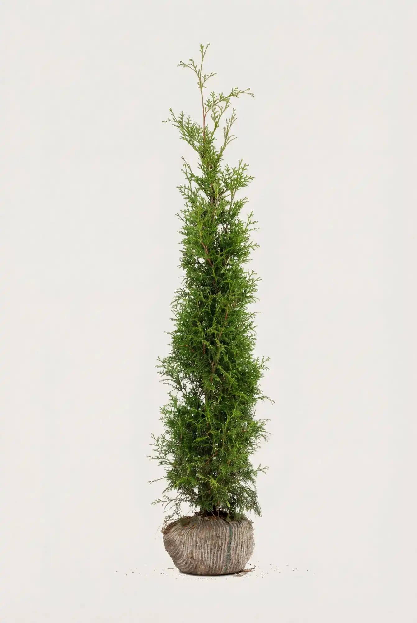 Thuja Brabant hæk Budget Pakke med rodklump 120-160cm - Giver øjeblikkelig afskærmning