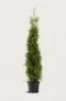 Thuja Brabant hæk Budget Pakke i potte 160-200cm - Giver øjeblikkelig afskærmning