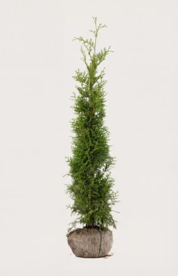 Thuja Brabant hæk Budget Pakke med rodklump 160-200cm - Giver øjeblikkelig afskærmning