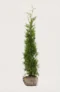 Thuja Brabant hæk Budget Pakke med rodklump 160-200cm - Giver øjeblikkelig afskærmning