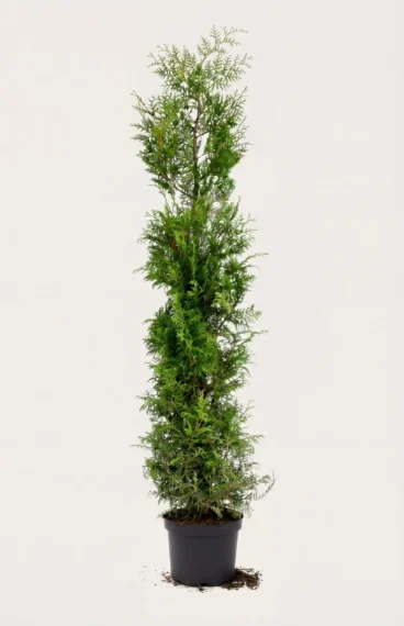 Thuja Brabant hæk Budget Pakke i potte 200-240cm - Giver øjeblikkelig afskærmning