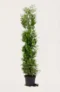 Thuja Brabant hæk Budget Pakke i potte 200-240cm - Giver øjeblikkelig afskærmning