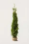 Thuja Brabant hæk Budget Pakke med rodklump 200-240cm - Giver øjeblikkelig afskærmning