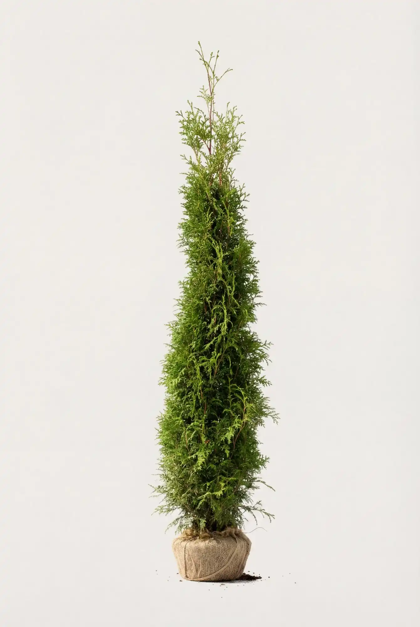 Thuja Brabant hæk Budget Pakke med rodklump 200-240cm - Giver øjeblikkelig afskærmning