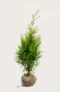 Thuja Brabant hæk Budget Pakke med rodklump 40-80cm - Giver øjeblikkelig afskærmning