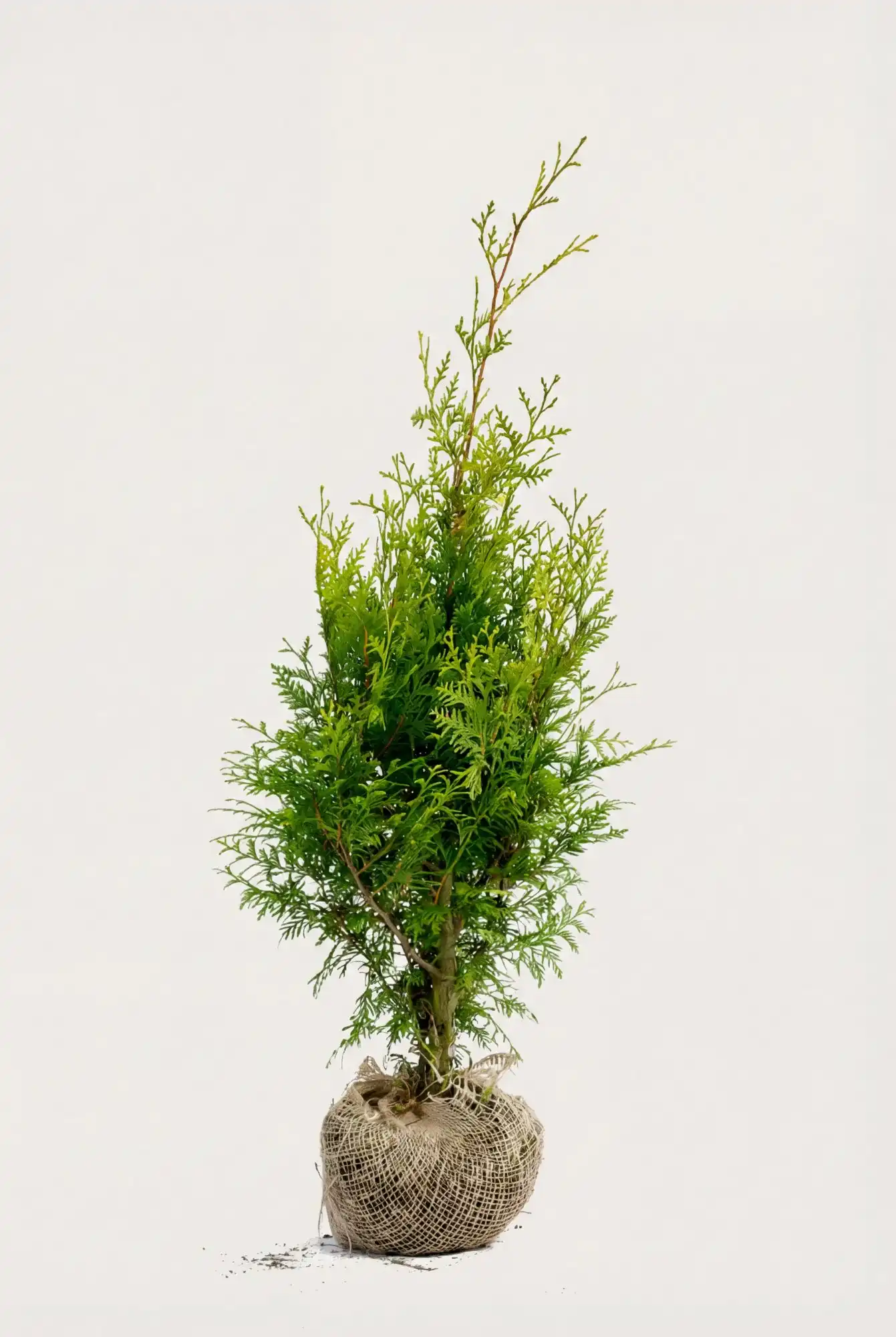 Thuja Brabant hæk Budget Pakke med rodklump 40-80cm - Giver øjeblikkelig afskærmning