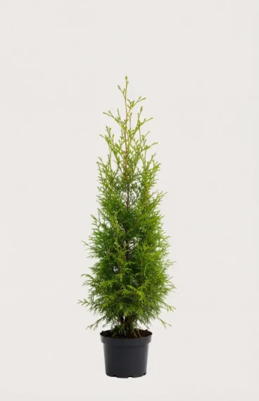 Thuja Brabant hæk Budget Pakke i potte 80-120cm - Giver øjeblikkelig afskærmning