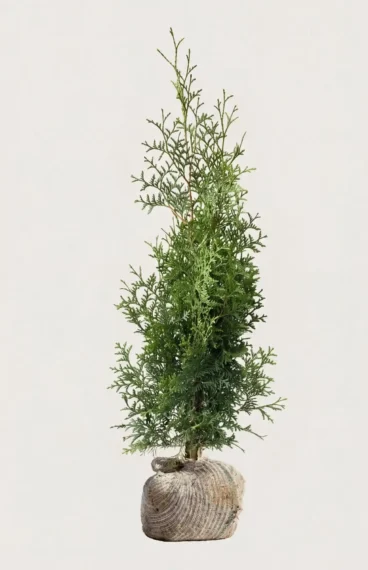 Thuja Brabant hæk Budget Pakke med rodklump 80-120cm - Giver øjeblikkelig afskærmning