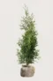 Thuja Brabant hæk Budget Pakke med rodklump 80-120cm - Giver øjeblikkelig afskærmning