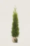 Thuja King of Brabant hæk Budget Pakke med rodklump 120-160cm - Giver øjeblikkelig afskærmning