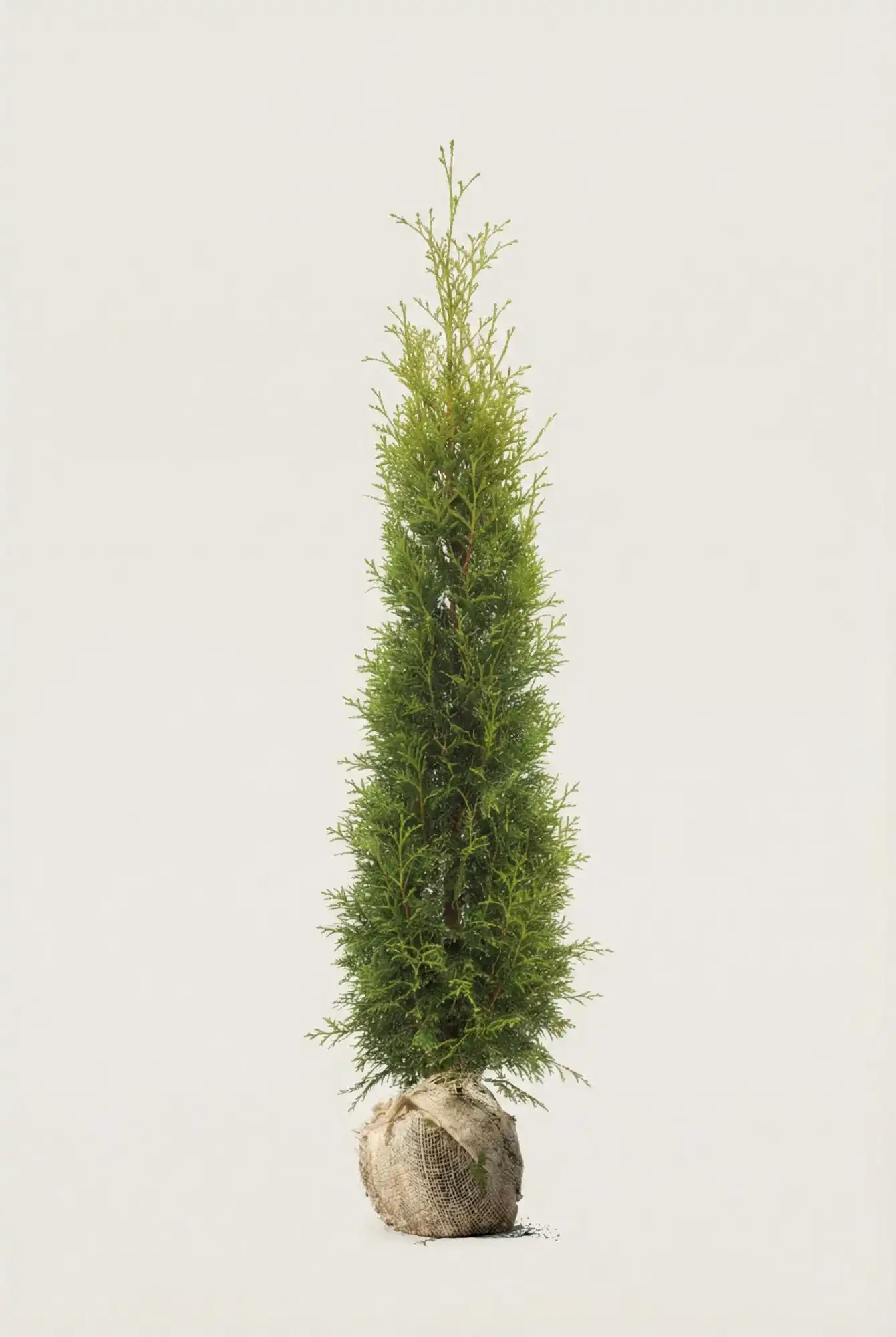 Thuja King of Brabant hæk Budget Pakke med rodklump 120-160cm - Giver øjeblikkelig afskærmning