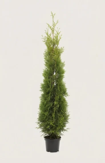 Thuja King of Brabant hæk Budget Pakke i potte 160-200cm - Giver øjeblikkelig afskærmning
