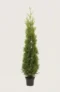 Thuja King of Brabant hæk Budget Pakke i potte 160-200cm - Giver øjeblikkelig afskærmning