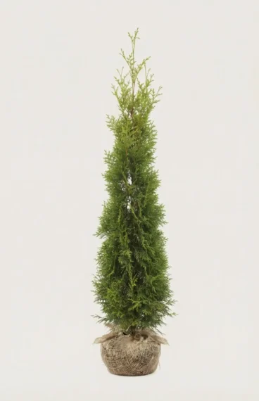 Thuja King of Brabant hæk Budget Pakke med rodklump 160-200cm - Giver øjeblikkelig afskærmning