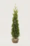 Thuja King of Brabant hæk Budget Pakke med rodklump 160-200cm - Giver øjeblikkelig afskærmning