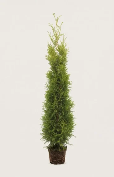 Thuja King of Brabant hæk Budget Pakke i potte 200-240cm - Giver øjeblikkelig afskærmning