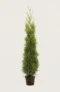 Thuja King of Brabant hæk Budget Pakke i potte 200-240cm - Giver øjeblikkelig afskærmning