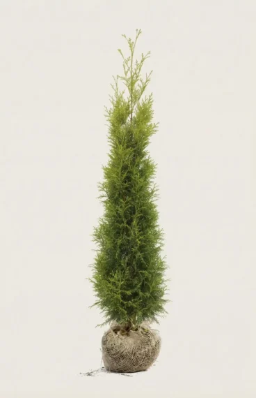 Thuja King of Brabant hæk Budget Pakke med rodklump 200-240cm - Giver øjeblikkelig afskærmning