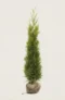 Thuja King of Brabant hæk Budget Pakke med rodklump 200-240cm - Giver øjeblikkelig afskærmning