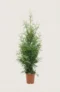 Thuja King of Brabant hæk Budget Pakke i potte 40-80cm - Giver øjeblikkelig afskærmning