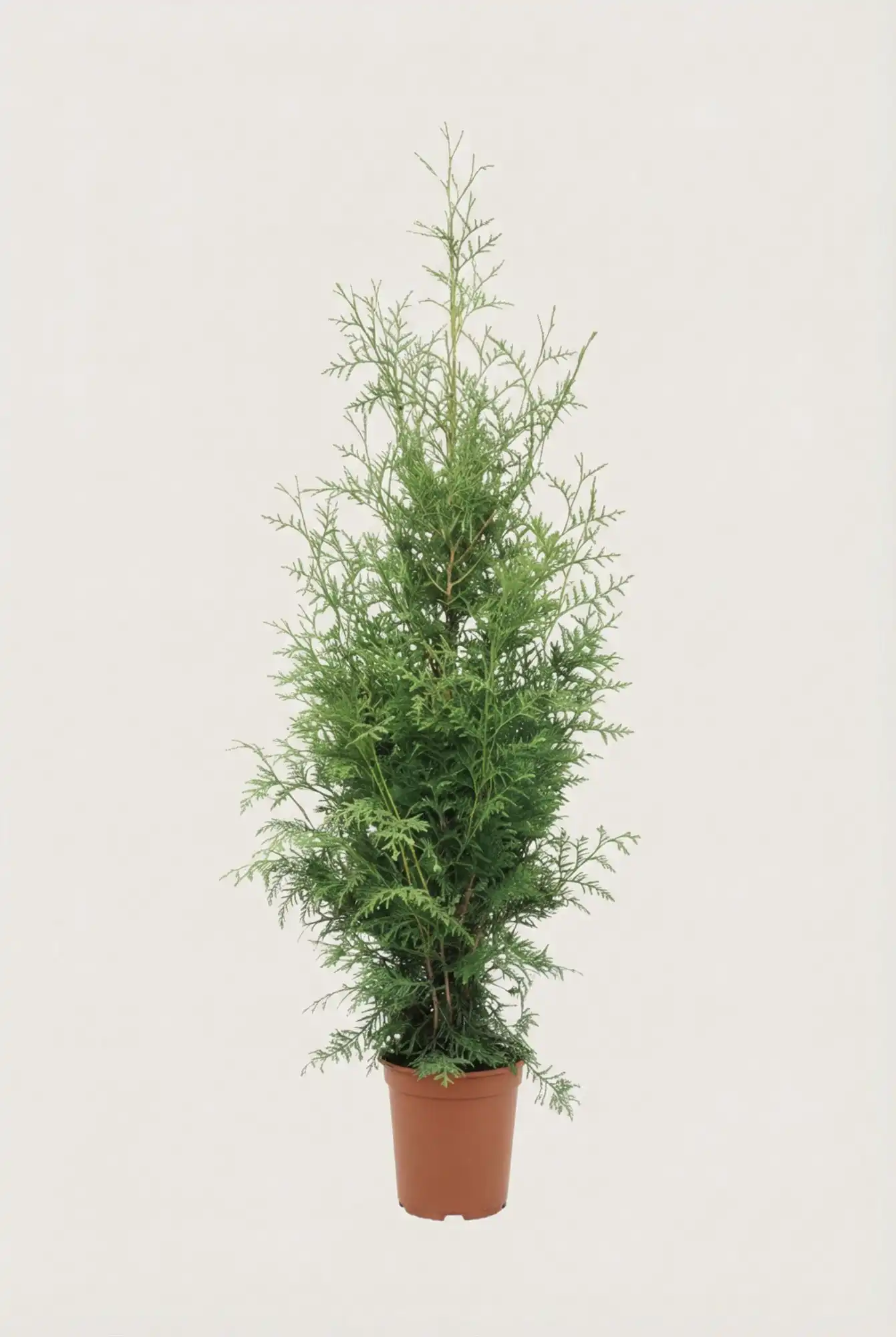 Thuja King of Brabant hæk Budget Pakke i potte 40-80cm - Giver øjeblikkelig afskærmning