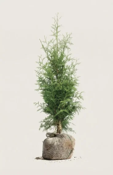 Thuja King of Brabant hæk Budget Pakke med rodklump 40-80cm - Giver øjeblikkelig afskærmning