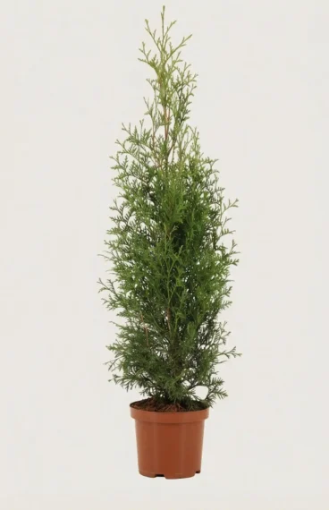Thuja King of Brabant hæk Budget Pakke i potte 80-120cm - Giver øjeblikkelig afskærmning