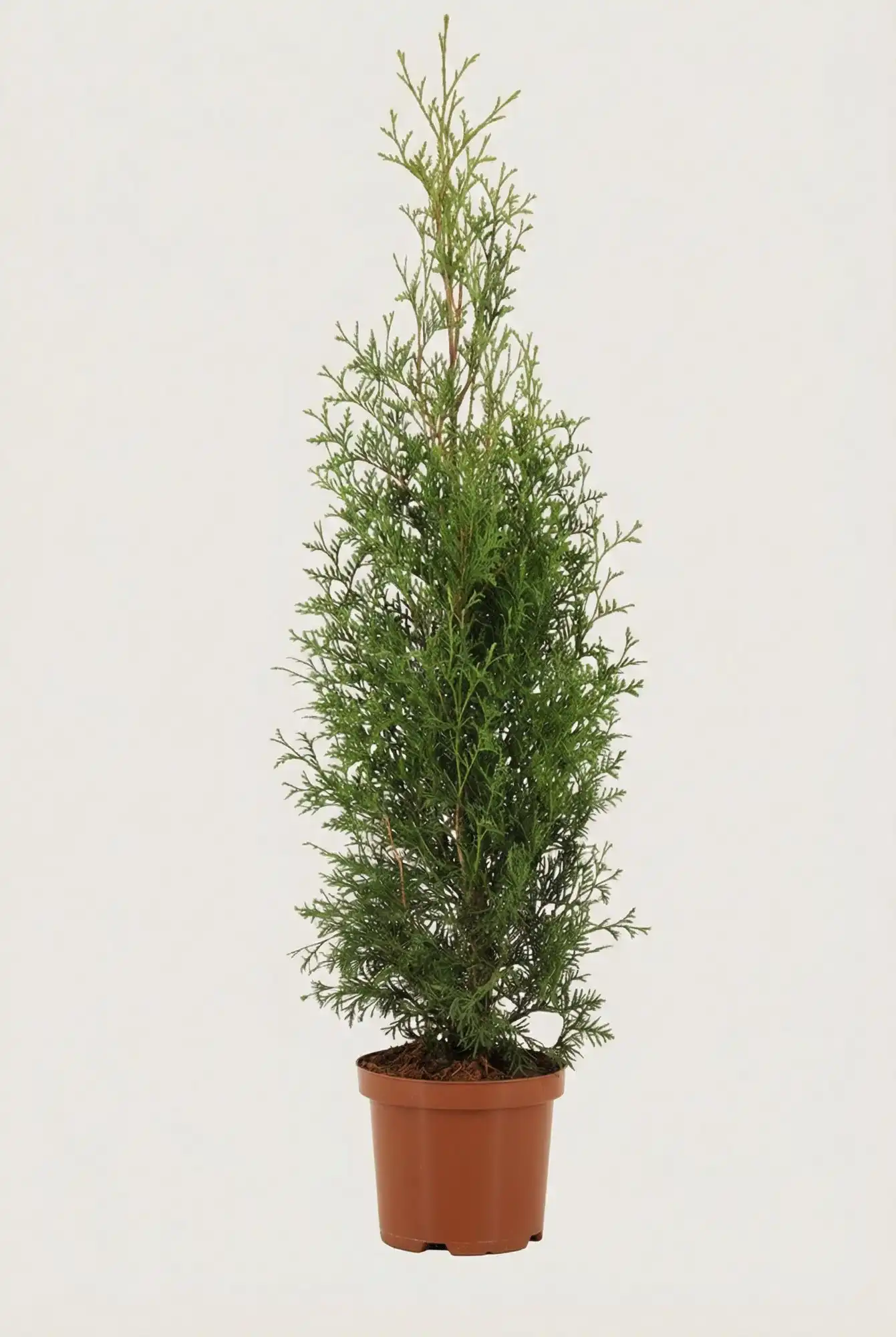 Thuja King of Brabant hæk Budget Pakke i potte 80-120cm - Giver øjeblikkelig afskærmning