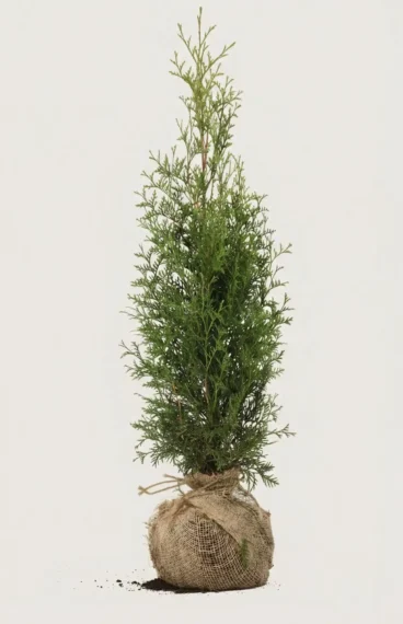 Thuja King of Brabant hæk Budget Pakke med rodklump 80-120cm - Giver øjeblikkelig afskærmning